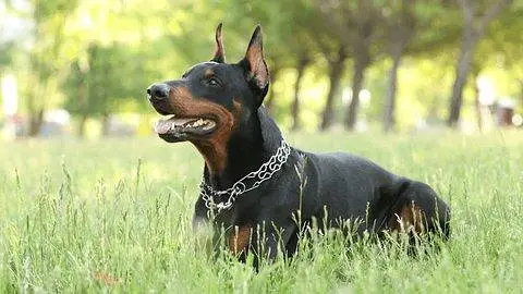 Doberman Pair For Sale (healthy, active and vaccinated) — photo 2