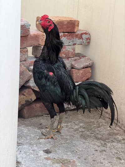 pure Thai aseel murga breeder 100 percent garntee