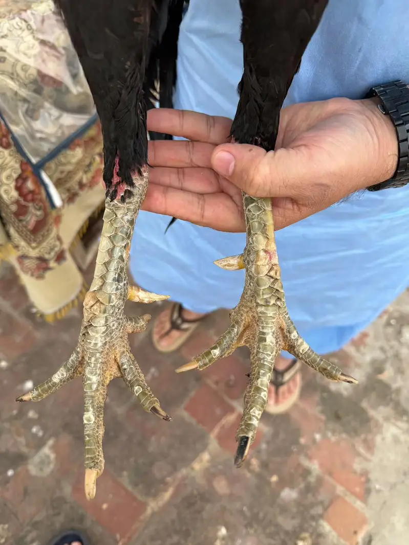 pure Thai aseel murga breeder 100 percent garntee — photo 2