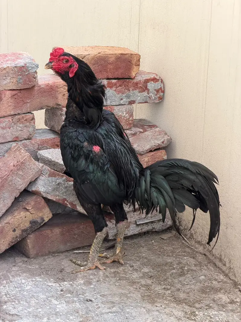 pure Thai aseel murga breeder 100 percent garntee — photo 3