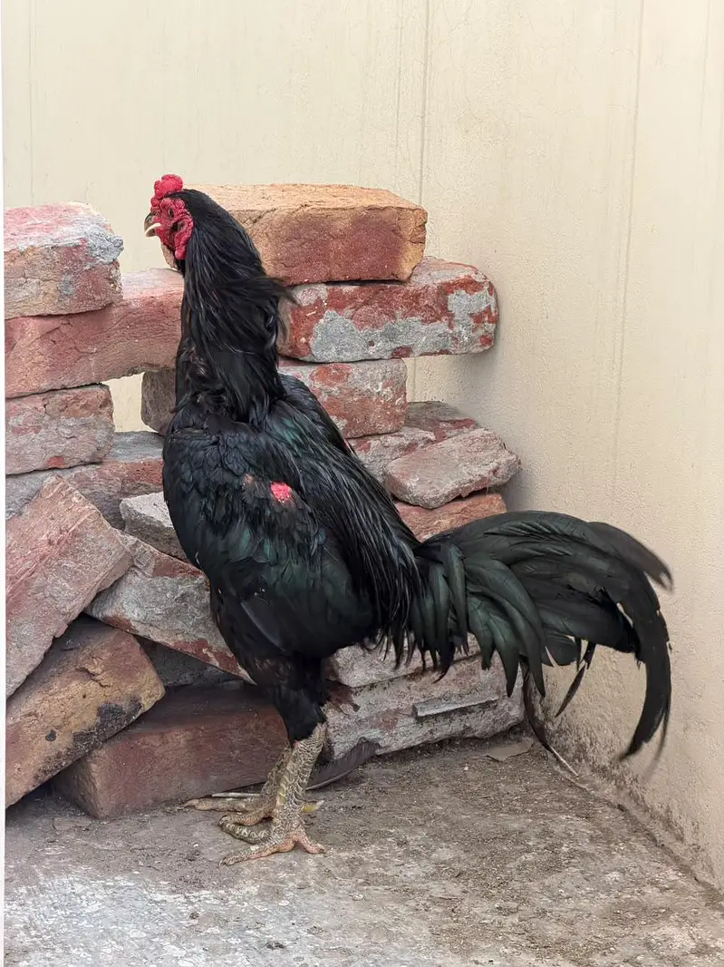 pure Thai aseel murga breeder 100 percent garntee — photo 4