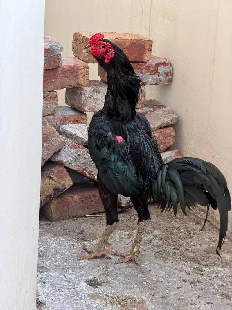 pure Thai aseel murga breeder 100 percent garntee — photo 6
