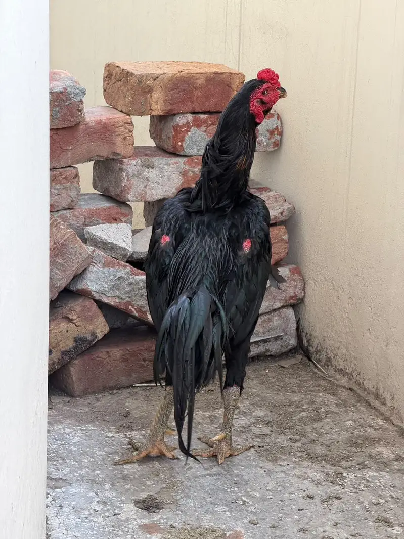 pure Thai aseel murga breeder 100 percent garntee — photo 7