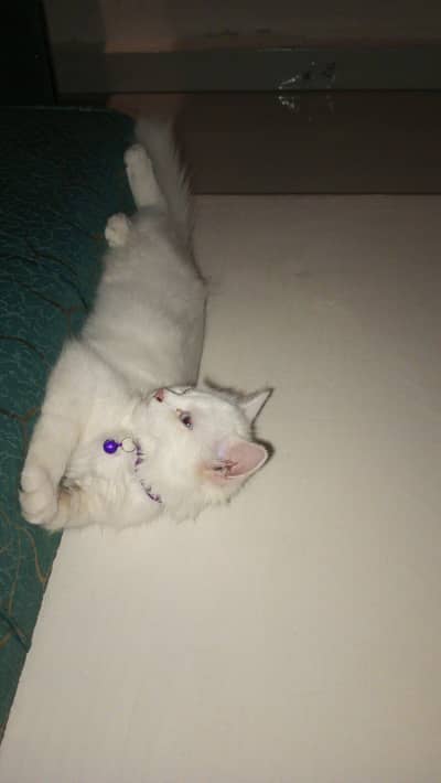 female 2 cats Persian cash on delivery