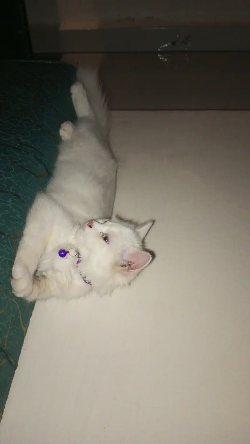 female 2 cats Persian cash on delivery