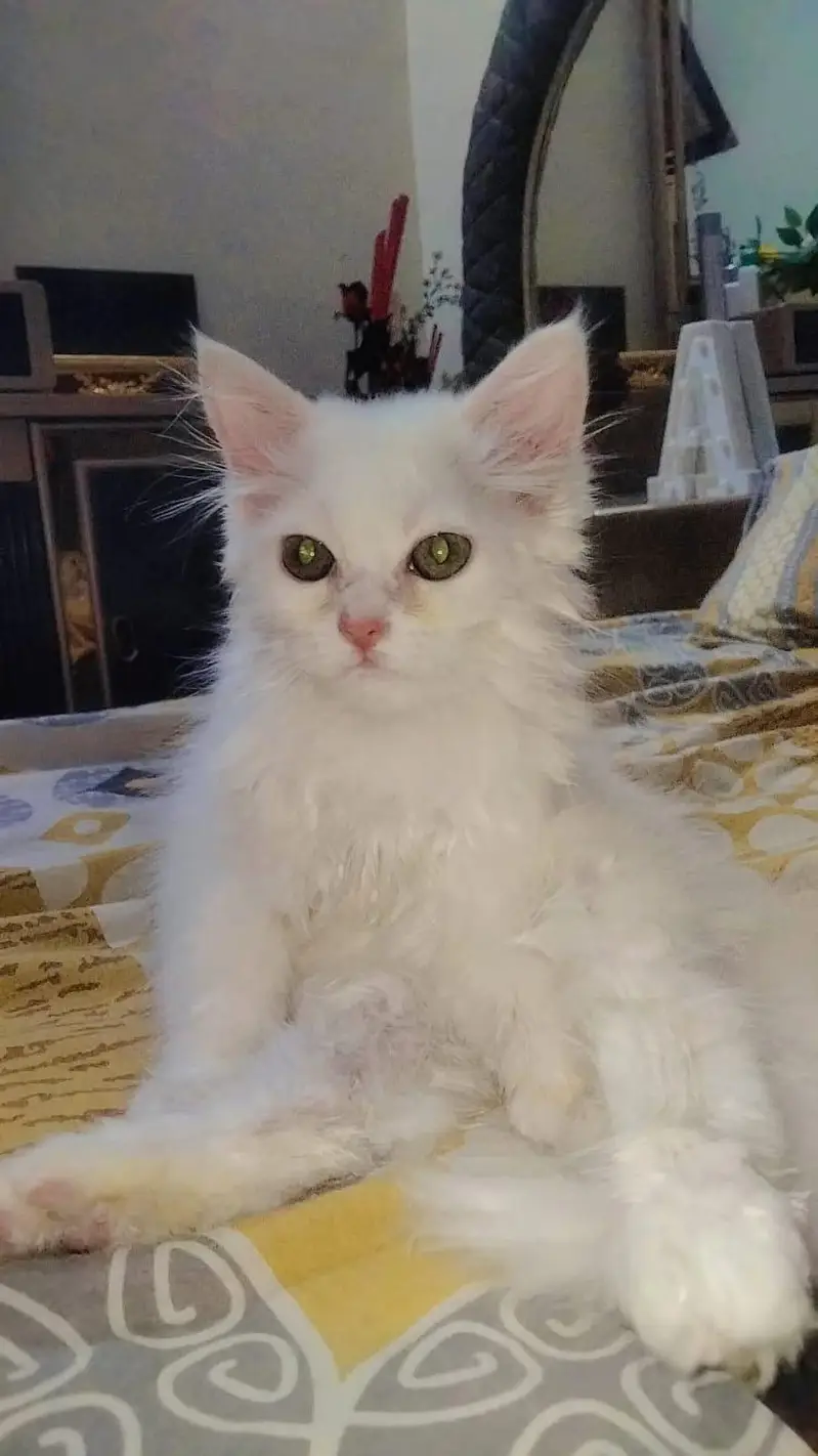 female 2 cats Persian cash on delivery — photo 2