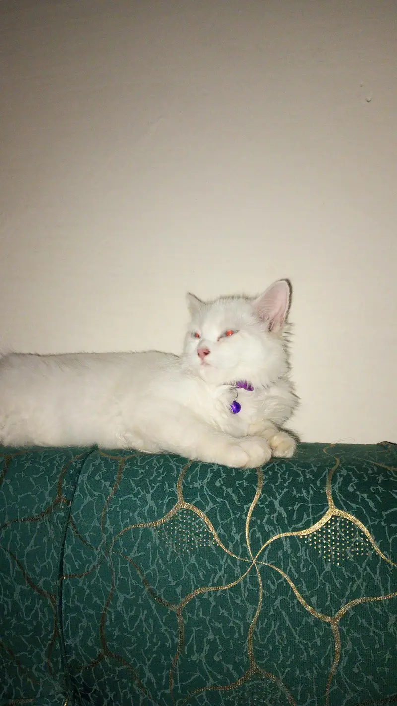 female 2 cats Persian cash on delivery — photo 3
