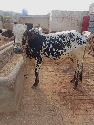 Two bulls for sale