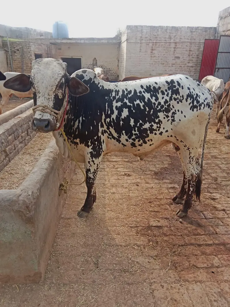 Two bulls for sale