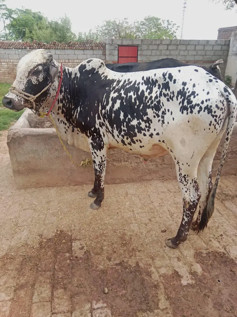 Two bulls for sale — photo 2