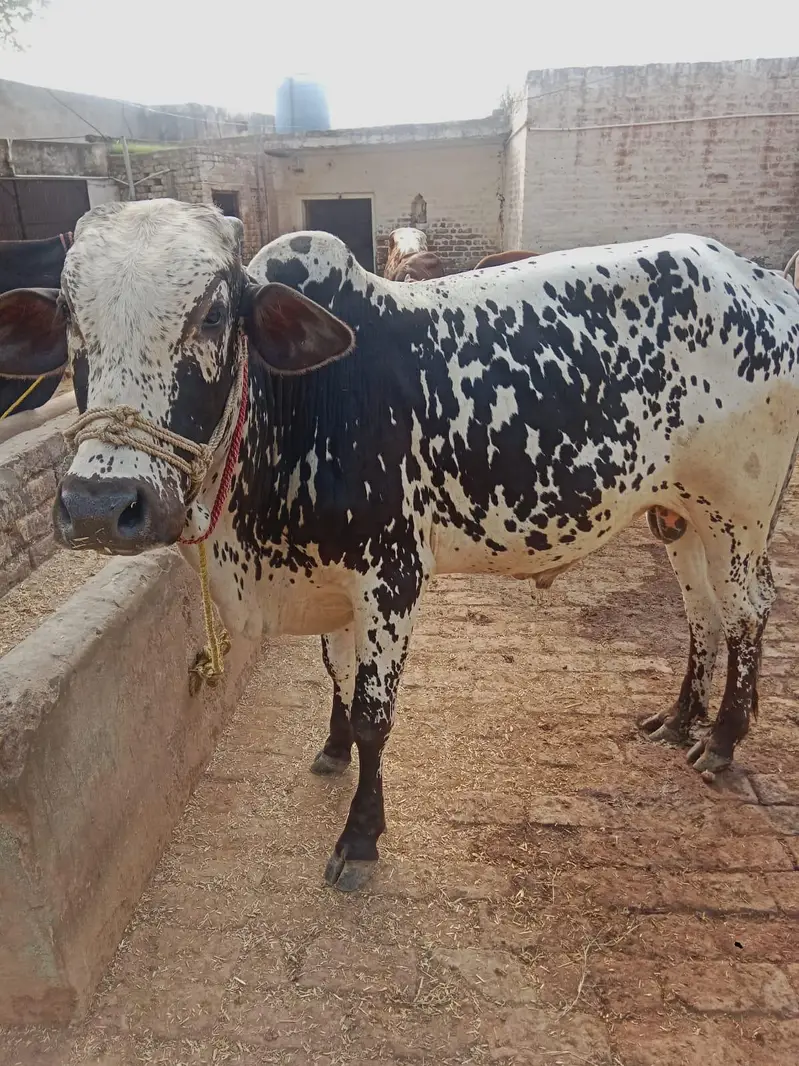 Two bulls for sale — photo 3
