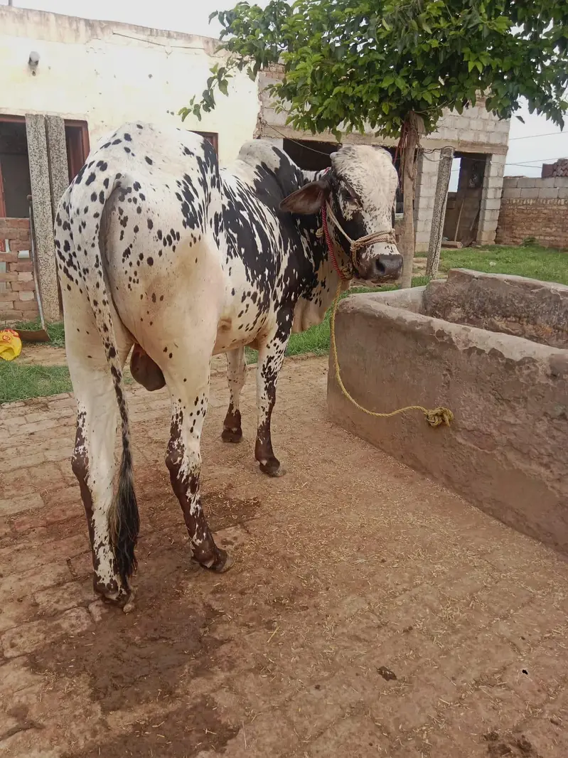 Two bulls for sale — photo 4