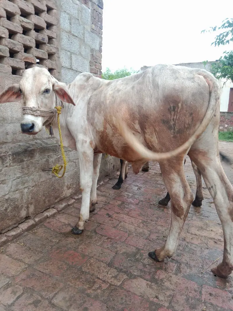 Two bulls for sale — photo 5
