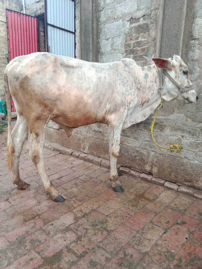 Two bulls for sale — photo 6