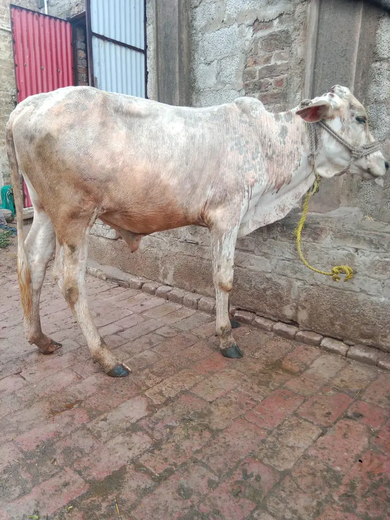 Two bulls for sale — photo 7