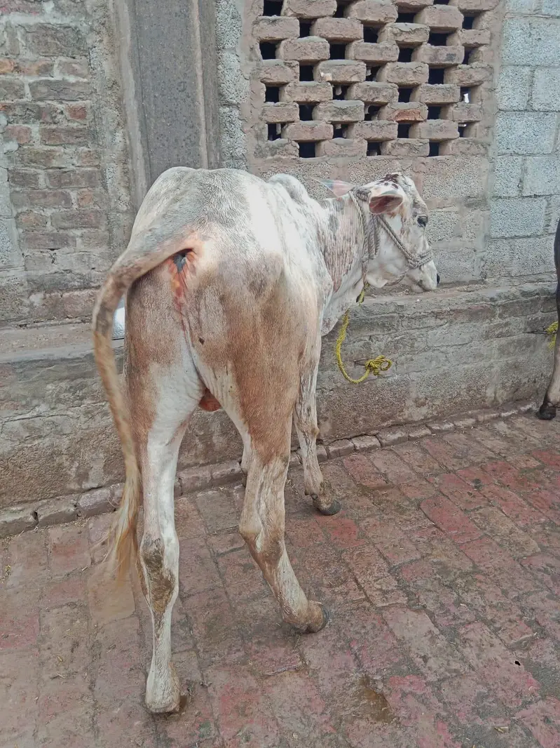 Two bulls for sale — photo 8