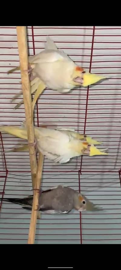 Cockatiel parrots