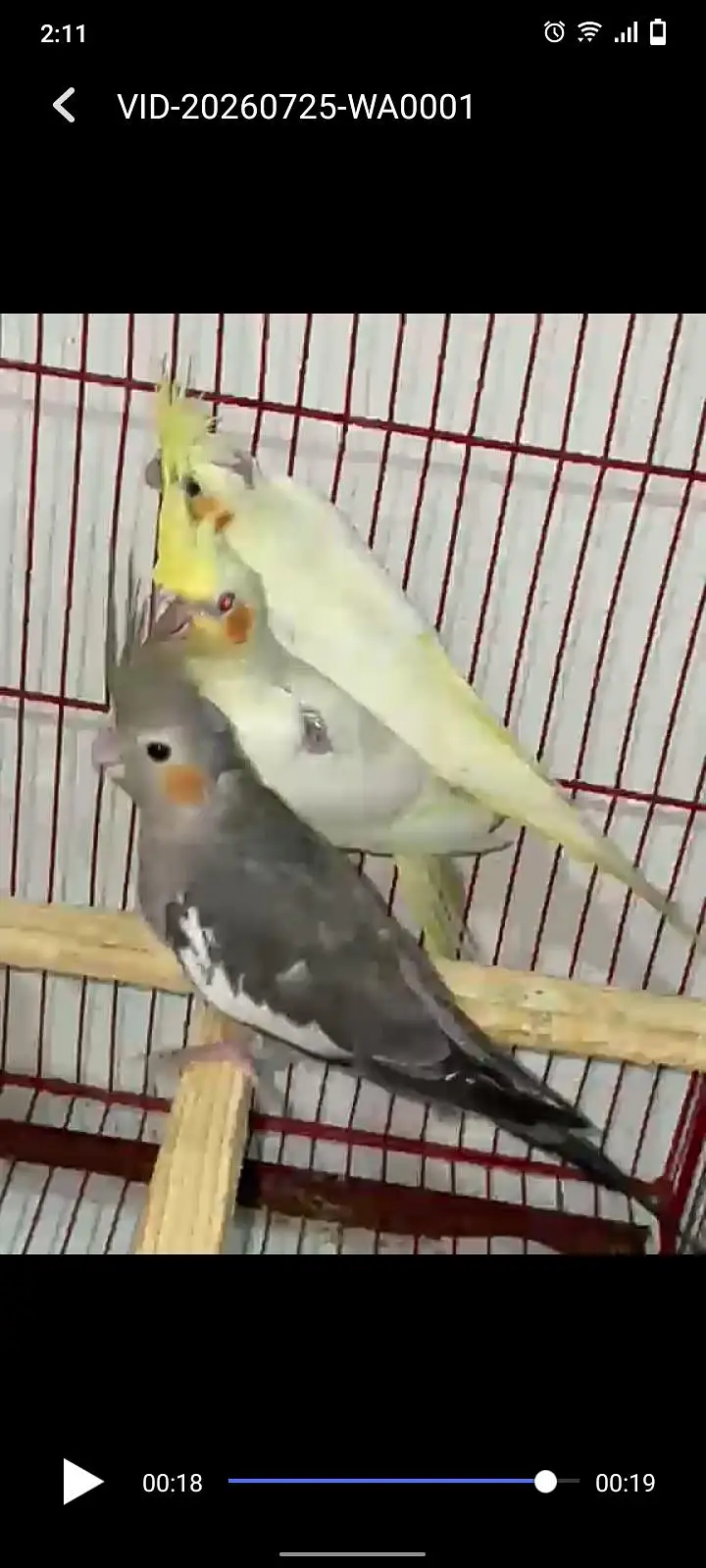 Cockatiel parrots — photo 2