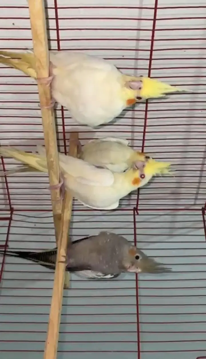 Cockatiel parrots — photo 3