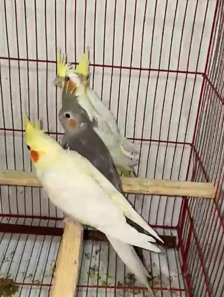 Cockatiel parrots — photo 4