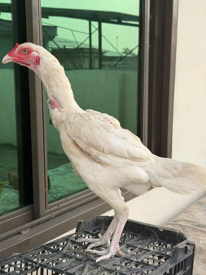 Heera aseel murgi — photo 3