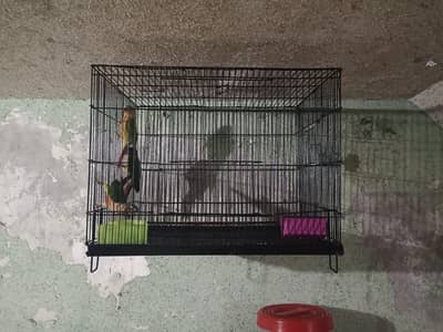cage ( moti wire wala ) love birds cunures