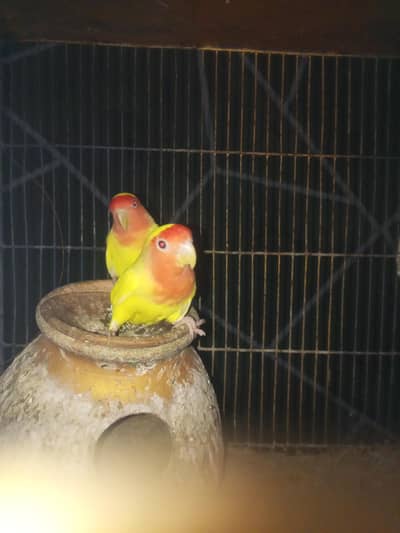 For sale: Healthy Love Birds Breeding Pair Available in Karachi