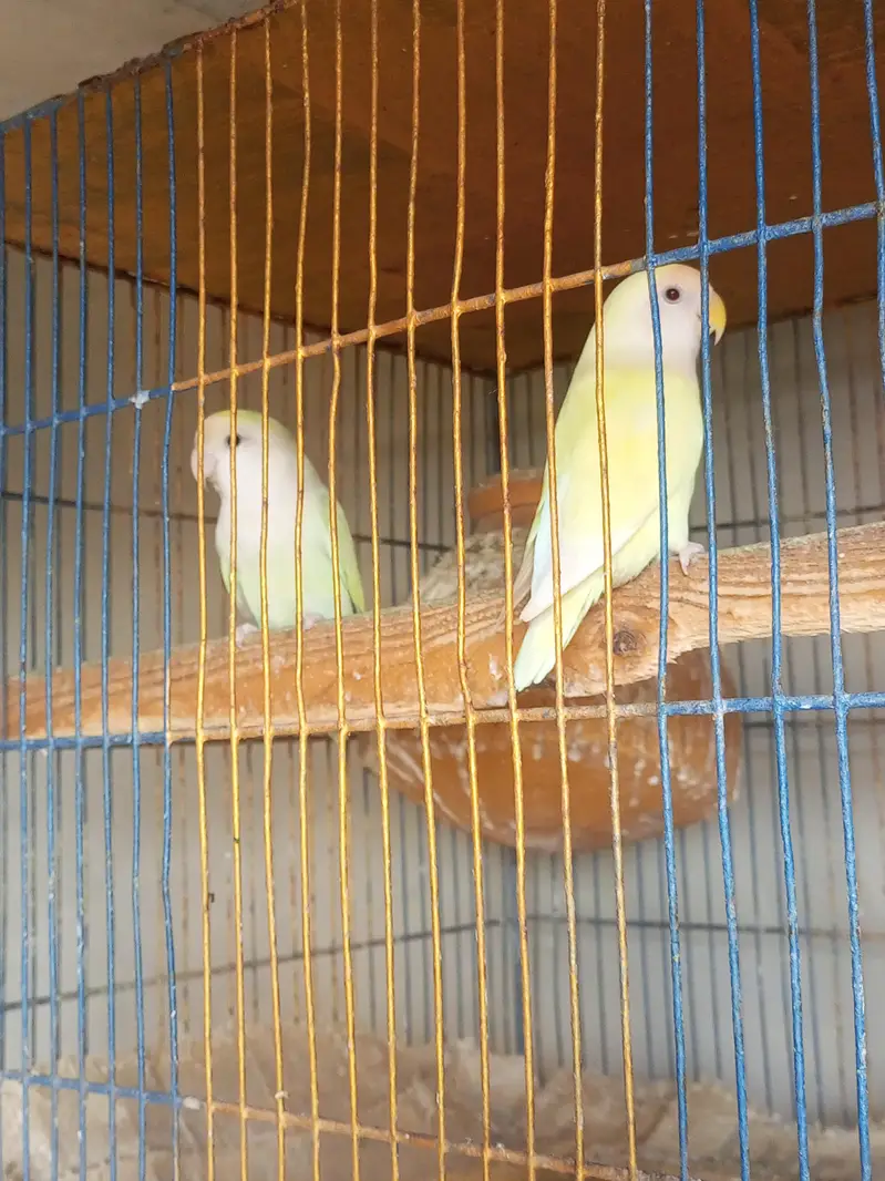For sale: Healthy Love Birds Breeding Pair Available in Karachi — photo 2