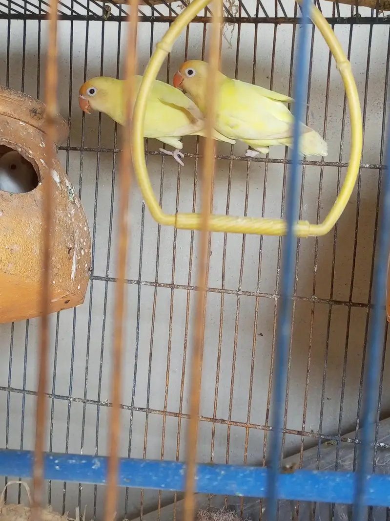 For sale: Healthy Love Birds Breeding Pair Available in Karachi — photo 3