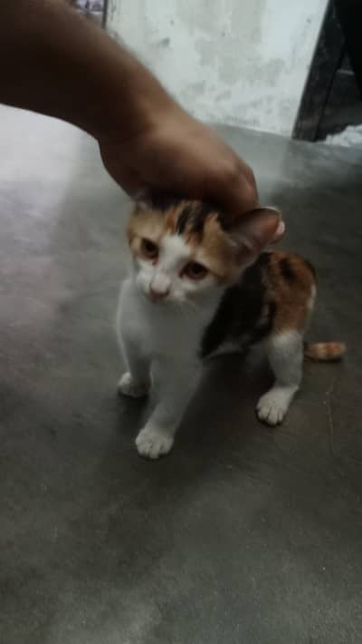 Calico kittens females