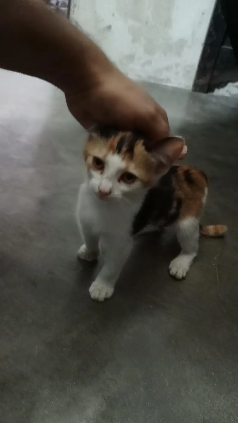 Calico kittens females