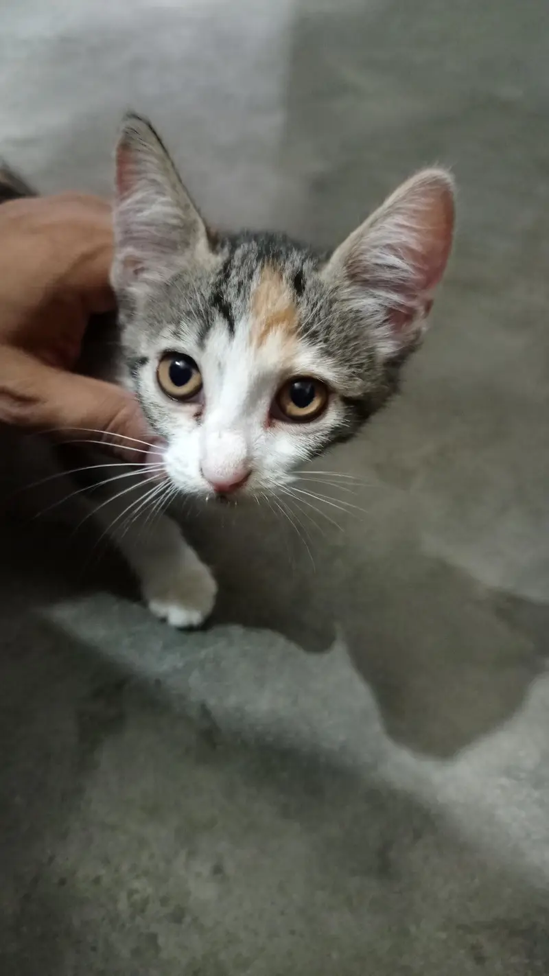 Calico kittens females — photo 2