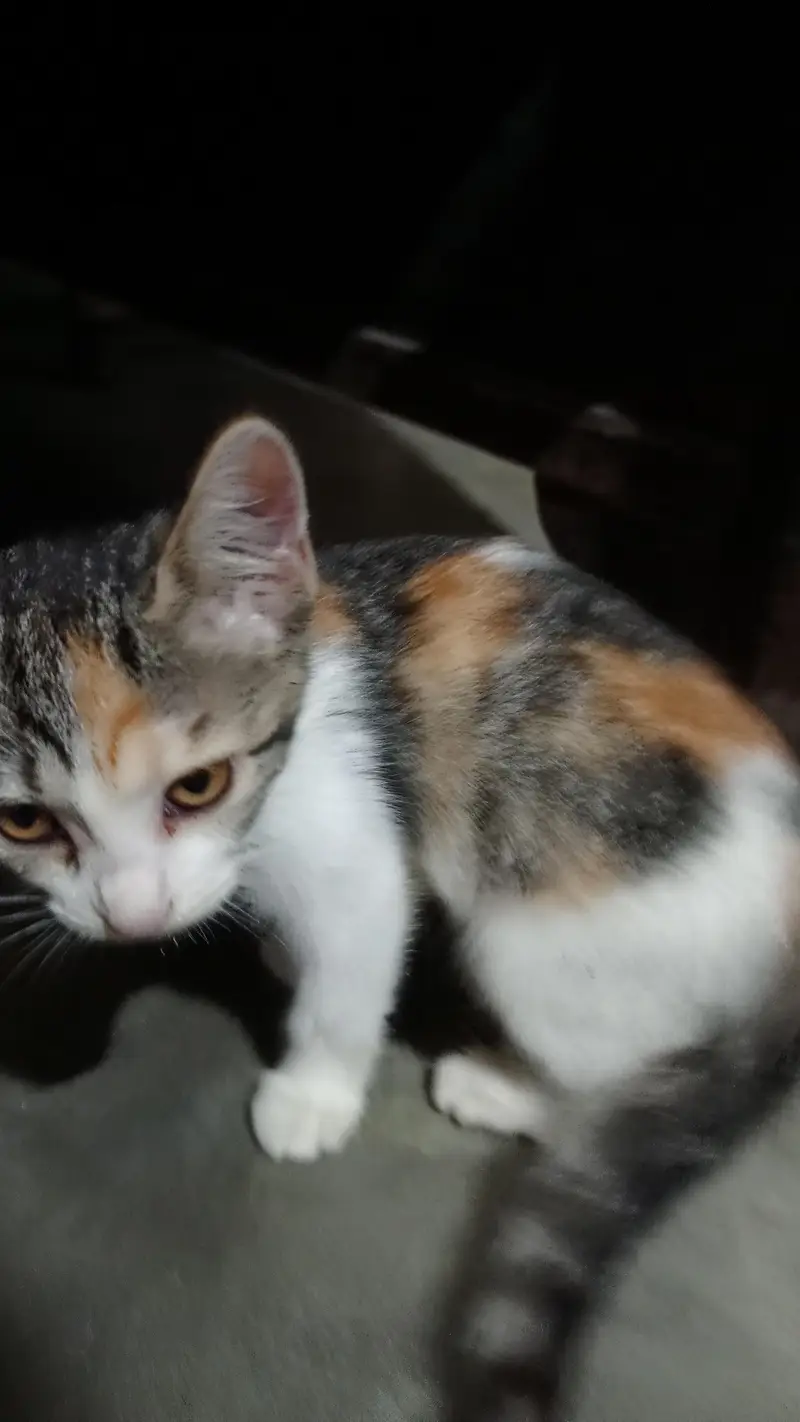 Calico kittens females — photo 3