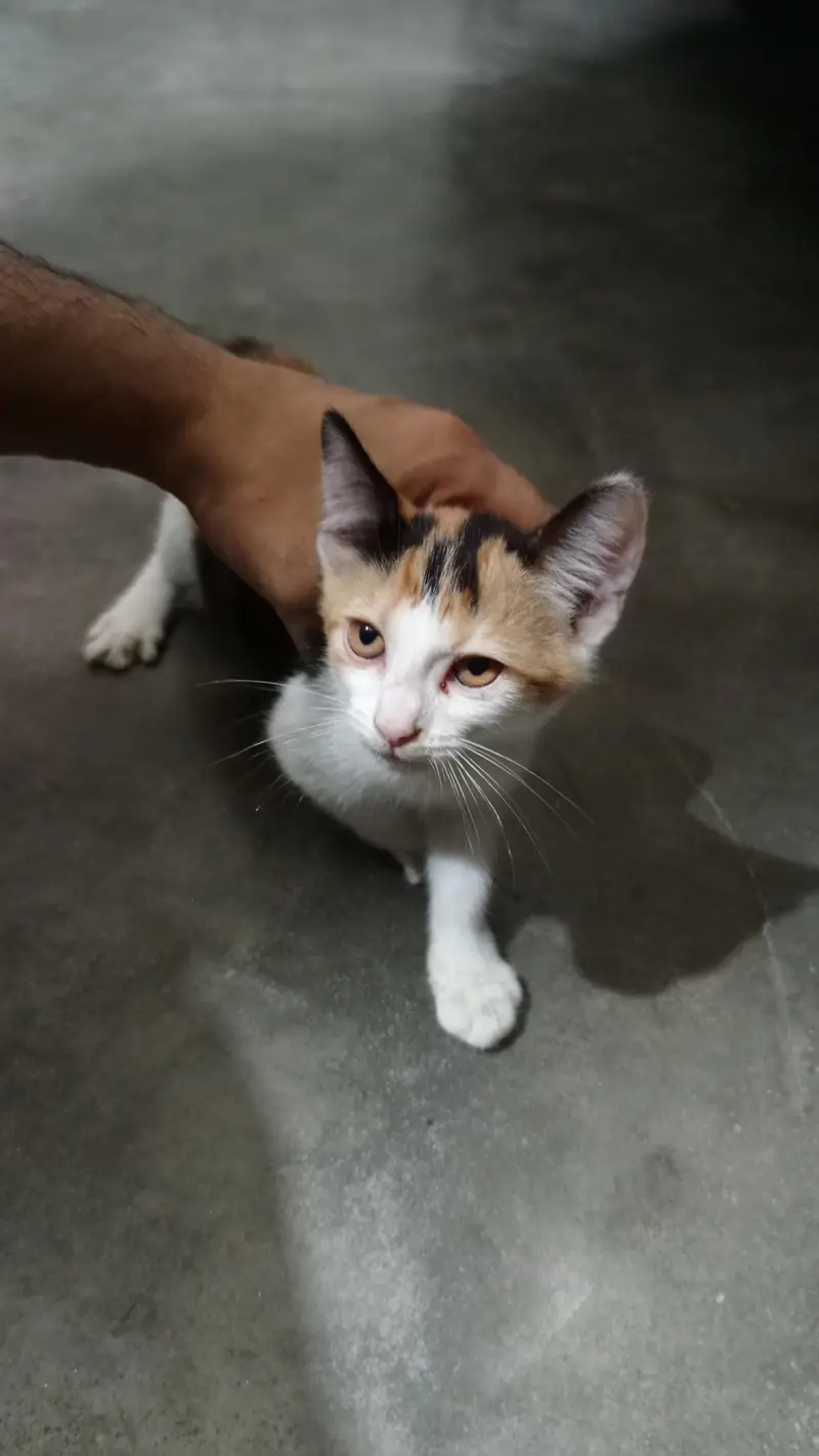 Calico kittens females — photo 4