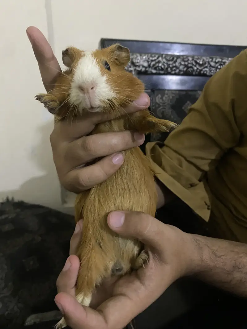 Guinea Pigs / WhatsApp : 0330-4850797
