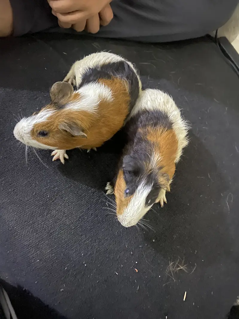 Guinea Pigs / WhatsApp : 0330-4850797 — photo 2