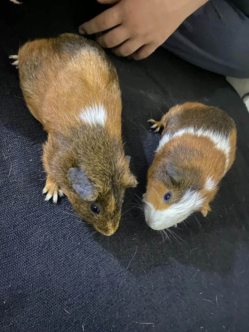 Guinea Pigs / WhatsApp : 0330-4850797 — photo 3