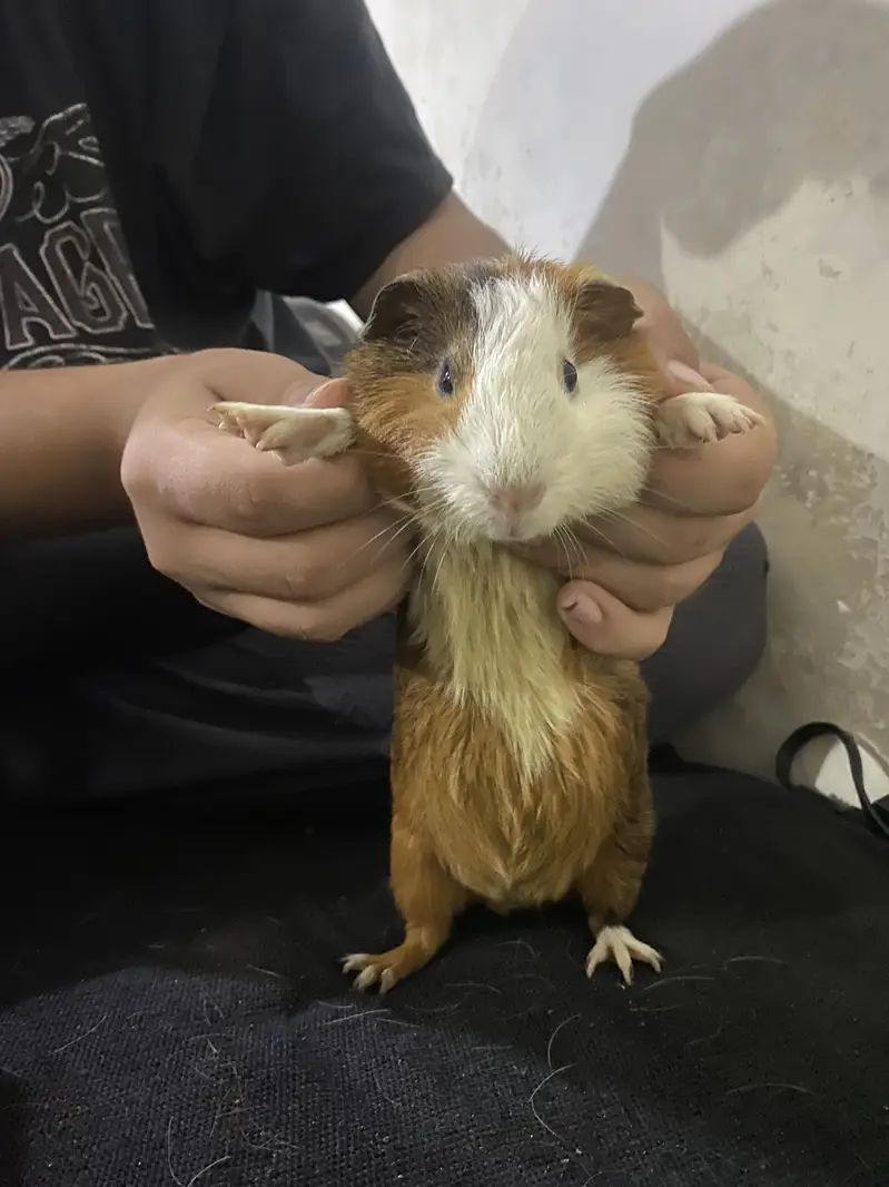 Guinea Pigs / WhatsApp : 0330-4850797 — photo 4