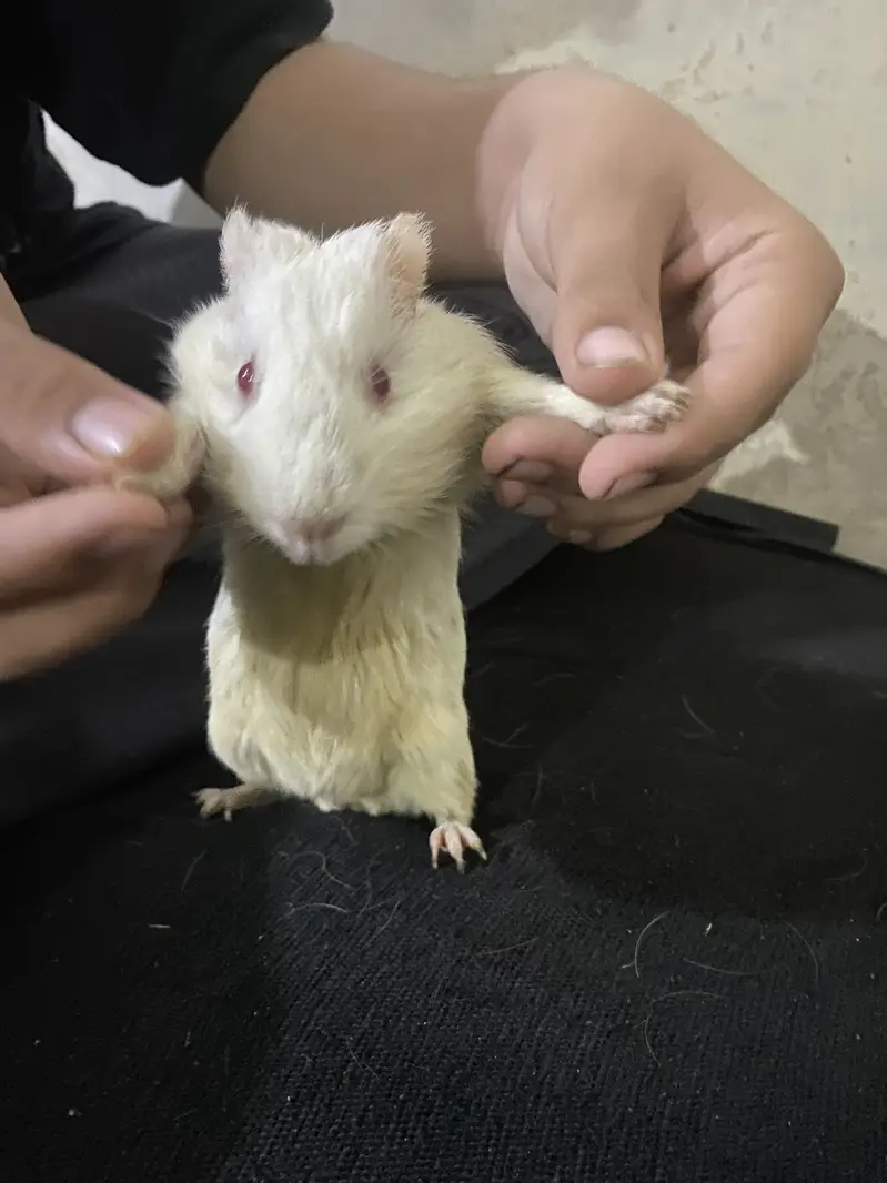 Guinea Pigs / WhatsApp : 0330-4850797 — photo 5