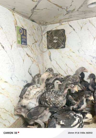 Aseel chicks