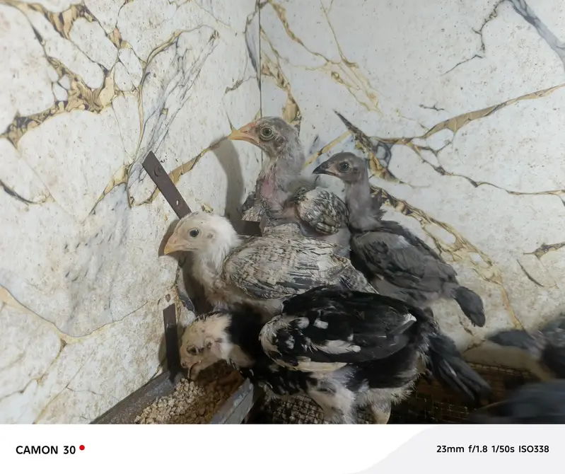 Aseel chicks — photo 2