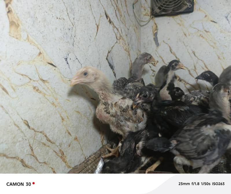 Aseel chicks 2