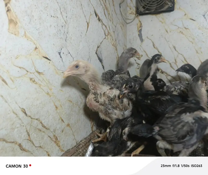 Aseel chicks — photo 3
