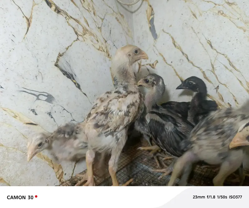 Aseel chicks — photo 4