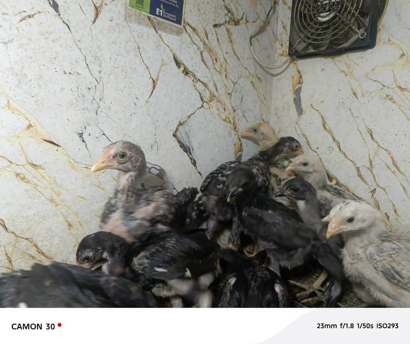 Aseel chicks 4