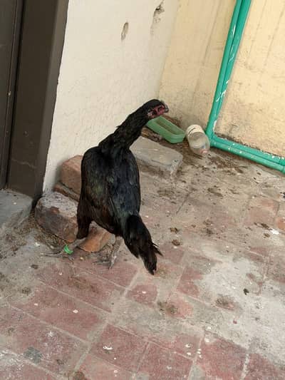 Pure Black dragon imported female