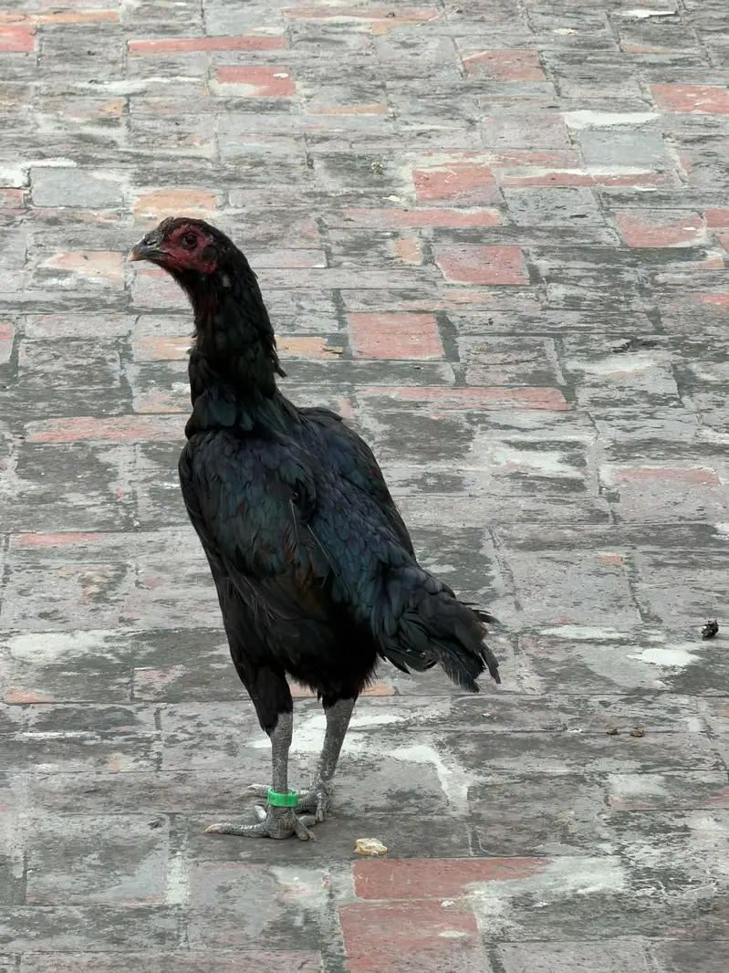 Pure Black dragon imported female — photo 2