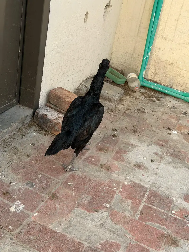 Pure Black dragon imported female — photo 3