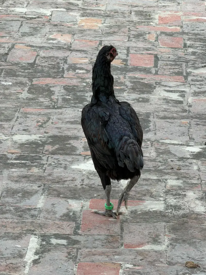Pure Black dragon imported female — photo 4