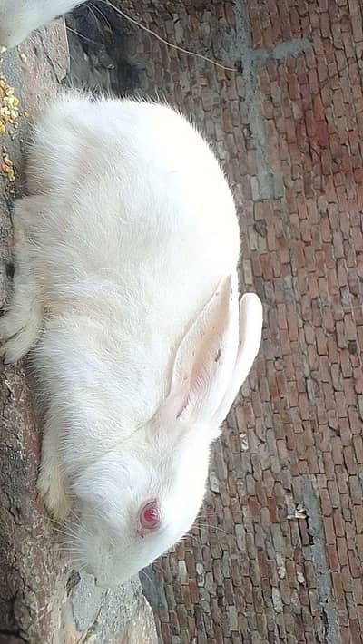 Rabbits jori for sale